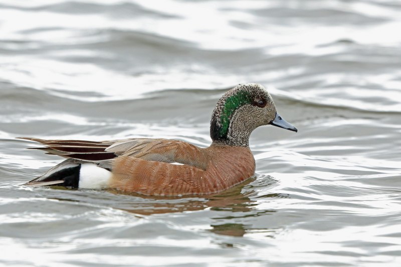 Свиязь утка и селезень