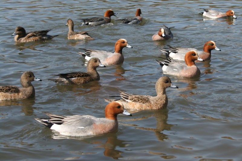 Свиязь селезень