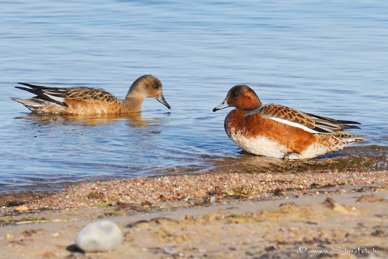 Селезни свиязь окрас