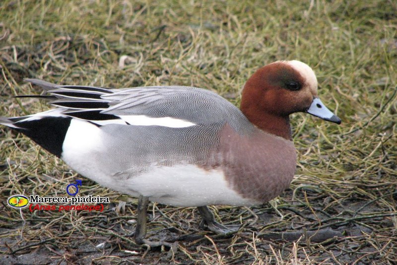 Свиязь черная утка селезень