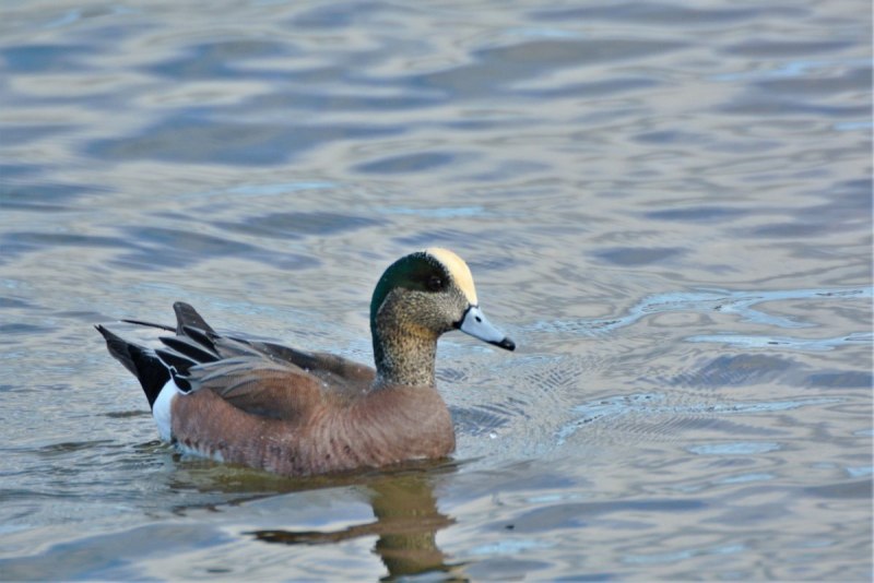 Свиязь утка