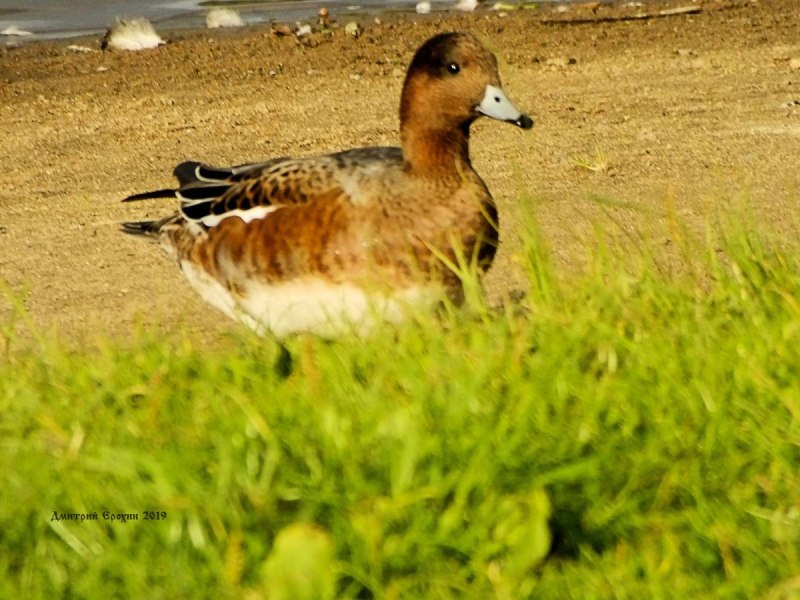 Свиязь "62 Breite