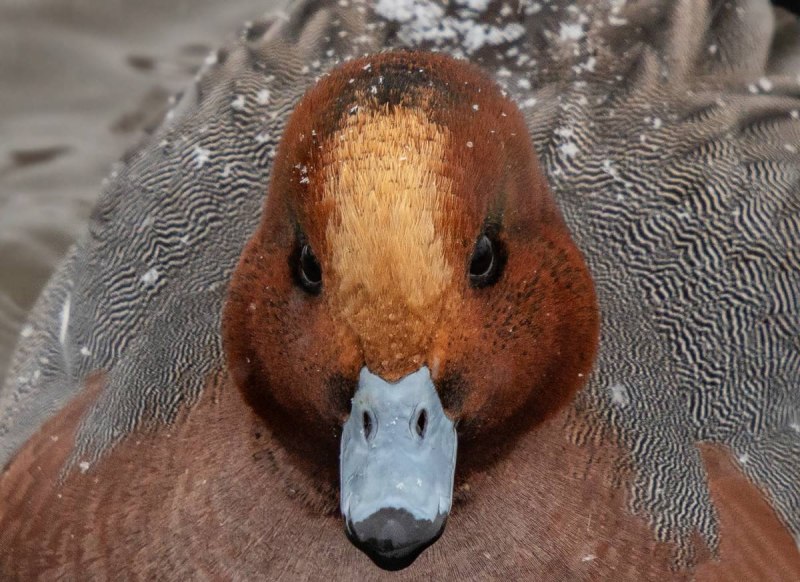 Свиязь утка самка