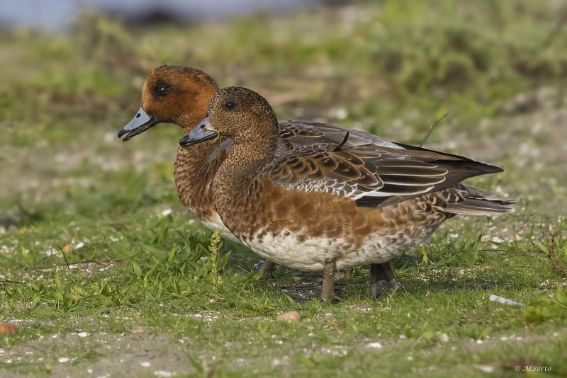 Свиязь Anas Penelope