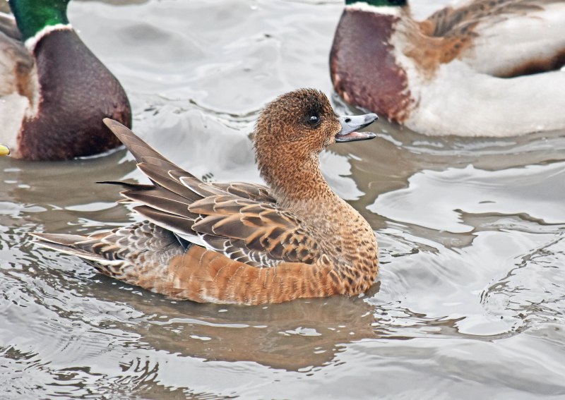 Сибирский свиязь