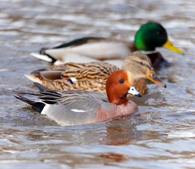 Американская свиязь