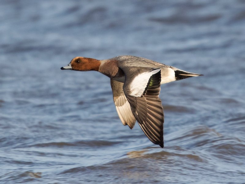 Свиязь утка голос