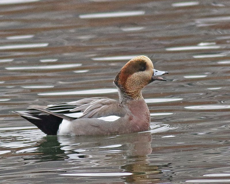 Дикая Северная утка свиязь