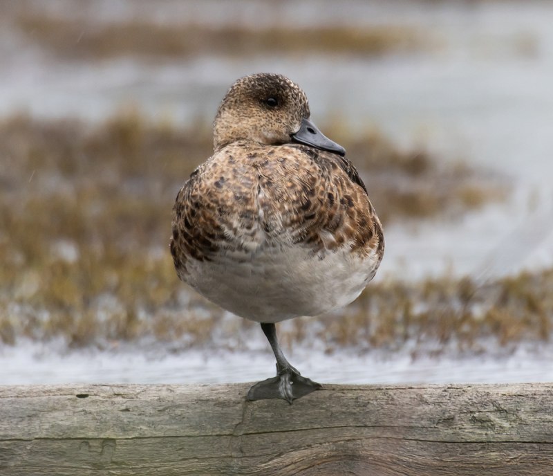 Свиязь самка и самец