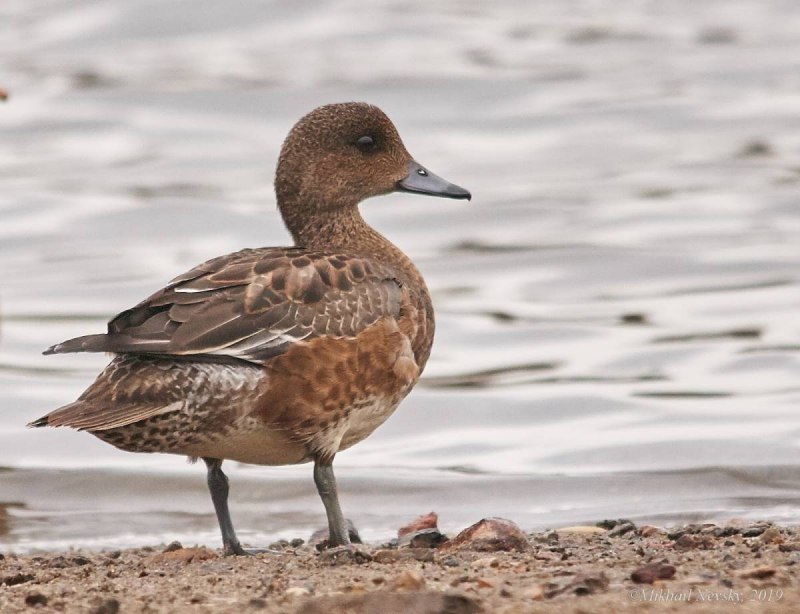 Свиязь европейская