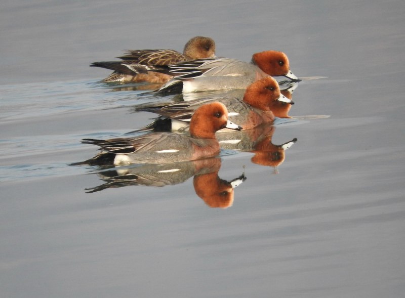 Свиязь обыкновенная