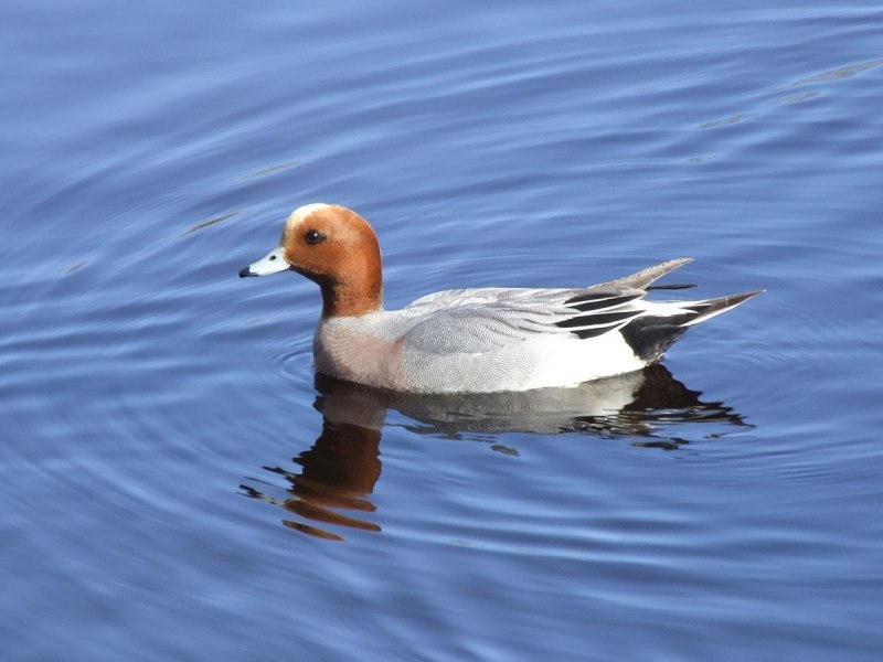 Чучело утки свиязь