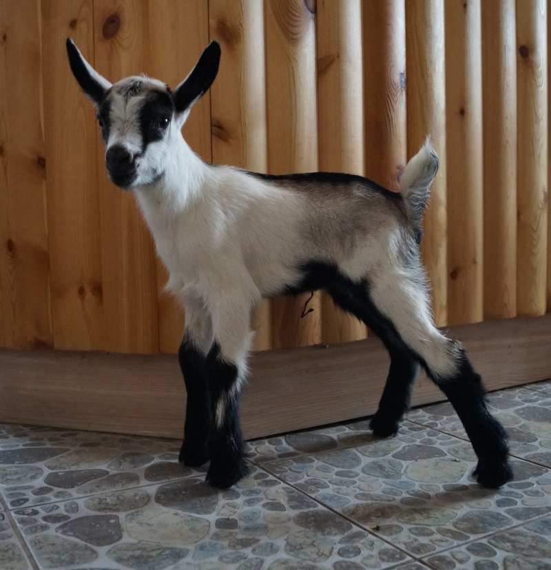 Высокогорная Альпийская коза