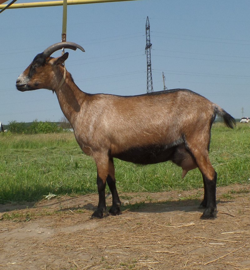 Высокогорная Альпийская коза