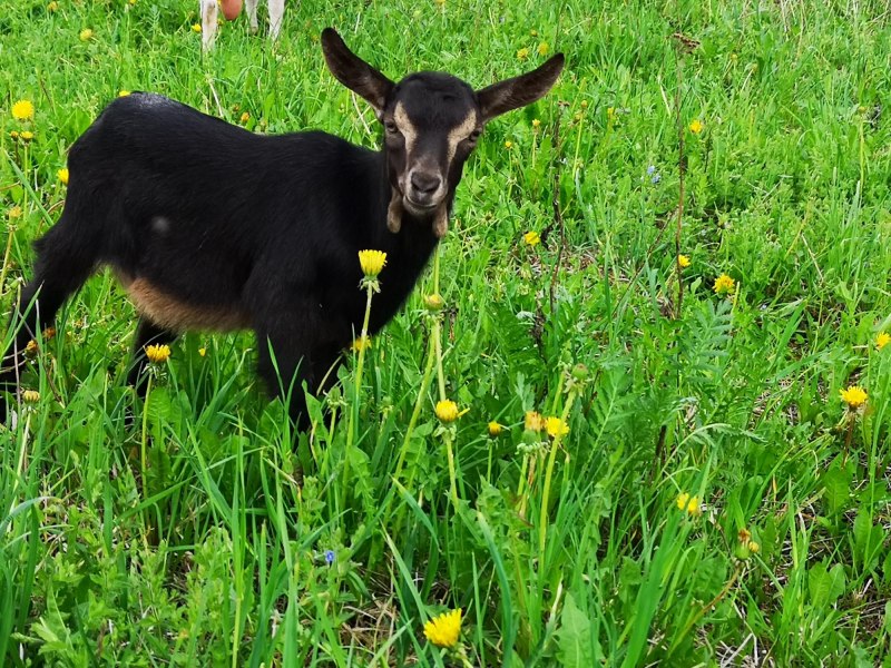 Альпийская комолая коза