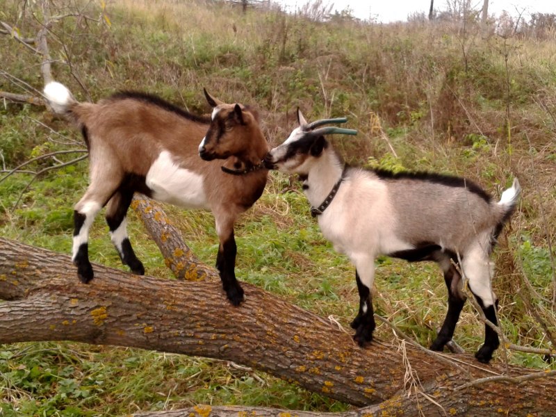 Альпийская комолая коза