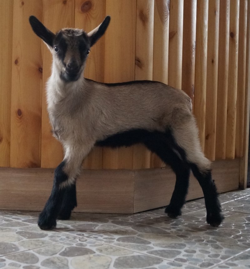 Окрас альпийских коз