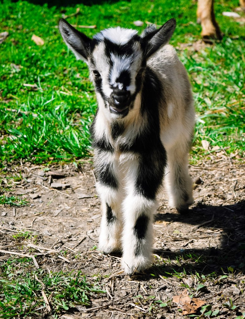Альпийская коза с козлятами