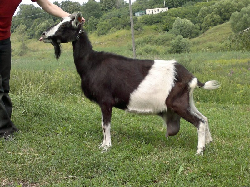 Тоггенбургская Альпийская