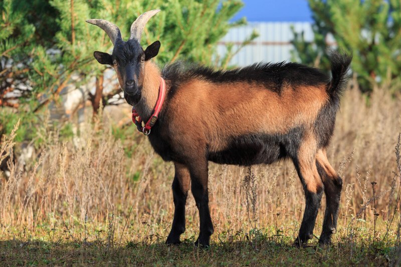 Альпийская порода Козлов