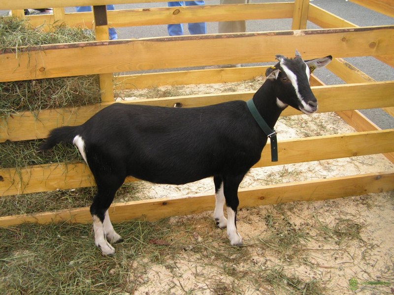 Козлята альпийской породы