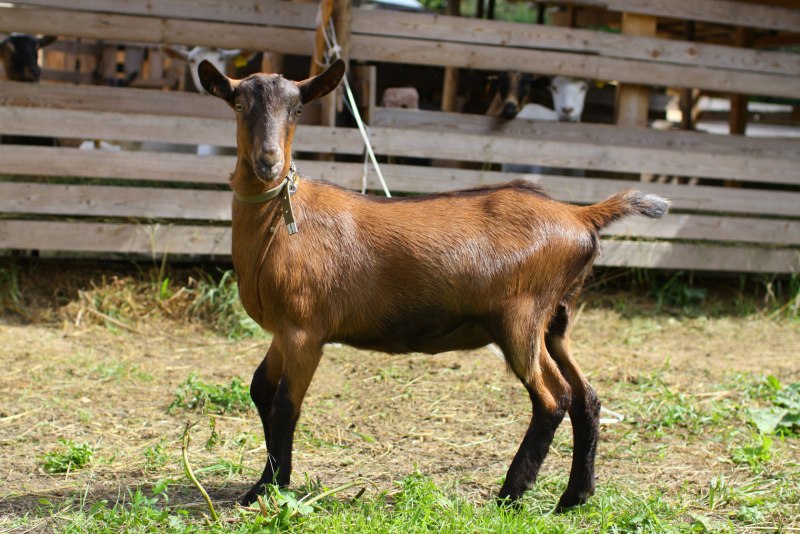 Высокогорная Альпийская коза
