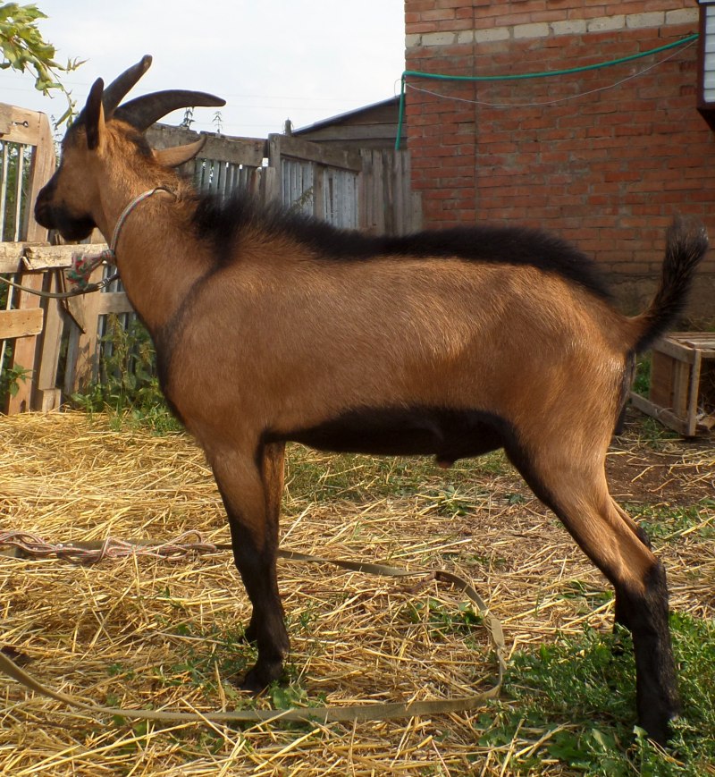 Альпийская чешская порода коз