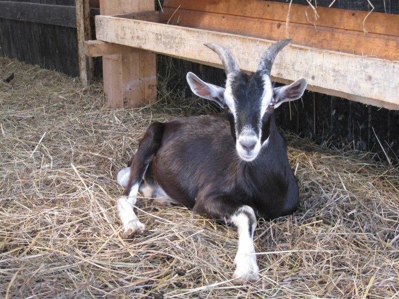 Высокогорная Альпийская коза