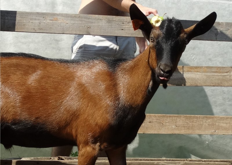 Альпийская коза гнедая