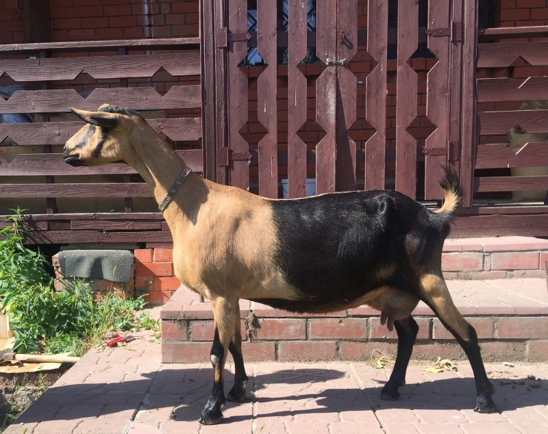 Экстерьер козы Альпийские