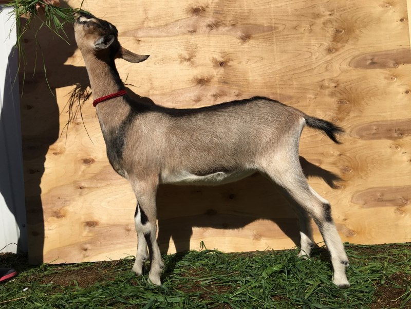 Франко Альпийские козы