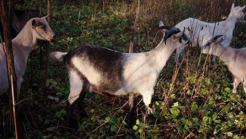 Экстерьер козы Альпийские