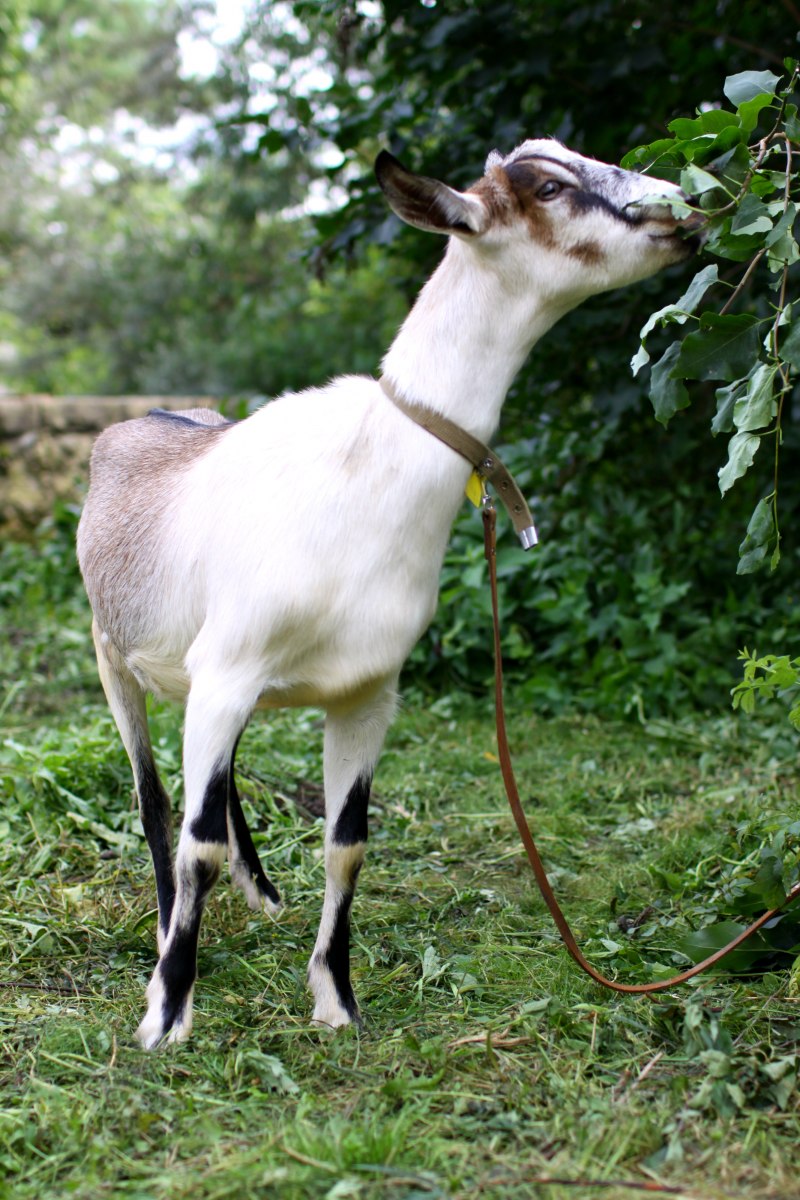 Высокогорная Альпийская коза