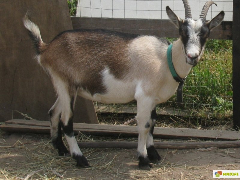 Высокогорная Альпийская коза