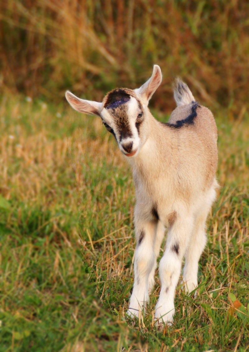 Альпийские козы Серна