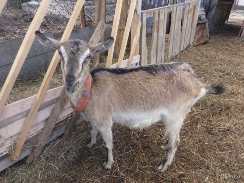 Альпийская годовалая козочка