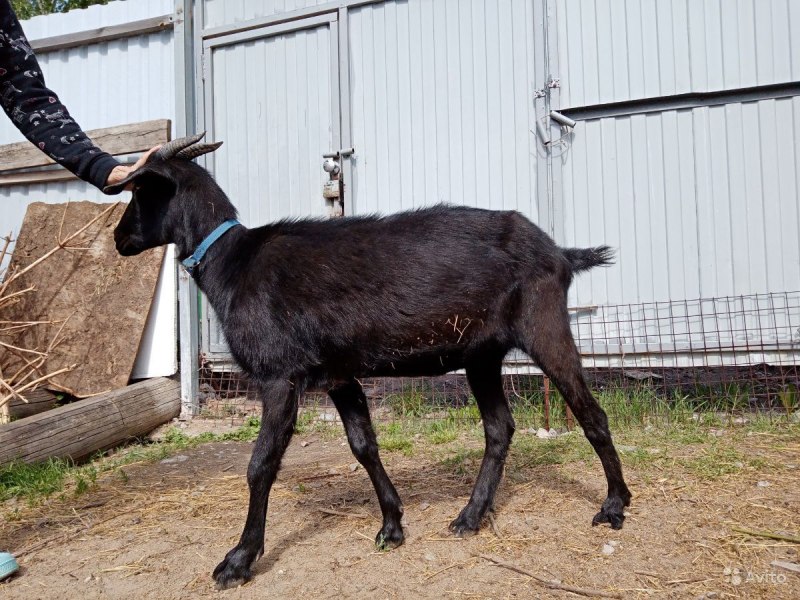 Добролюбов Евгений Альпийские козы