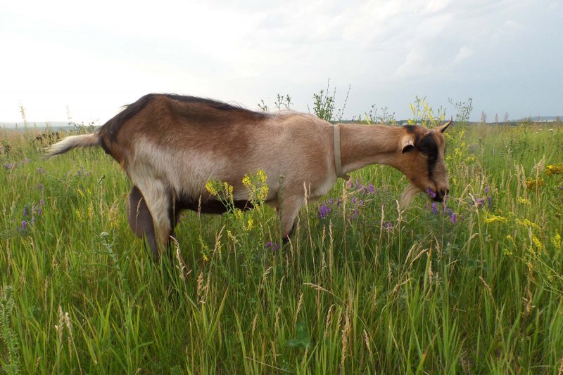 Коза Мегрельская и Альпийская порода