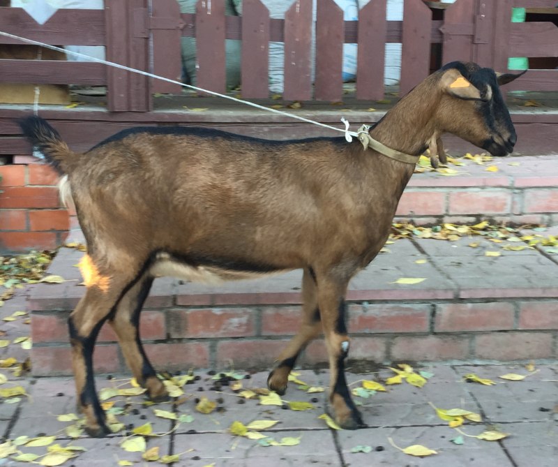 Альпийские козы тоггенбургская коза