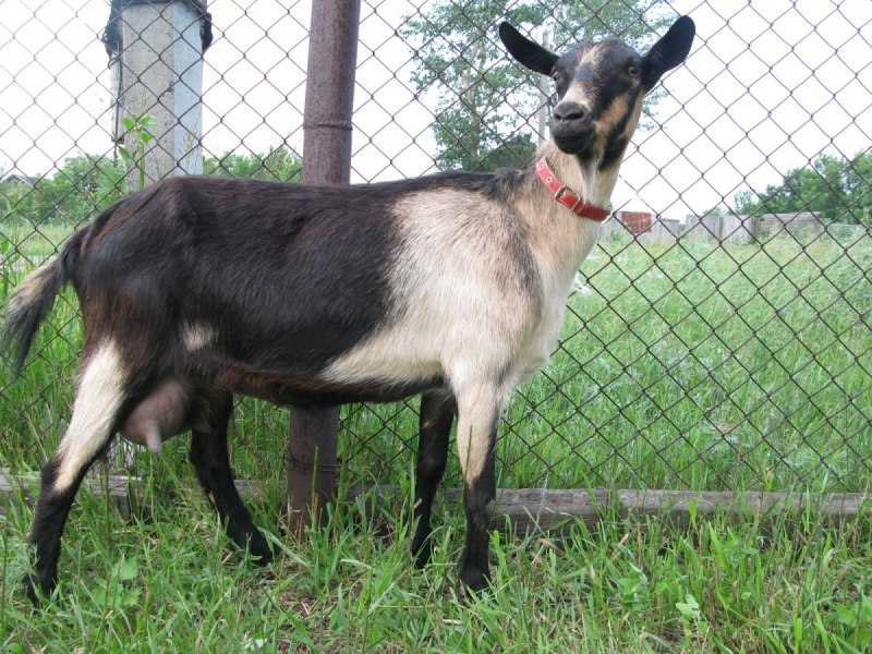 Альпийская комолая коза