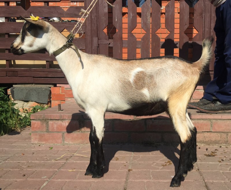 Альпийская тоггенбургская коза