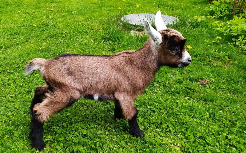 Альпийская порода коз козлы