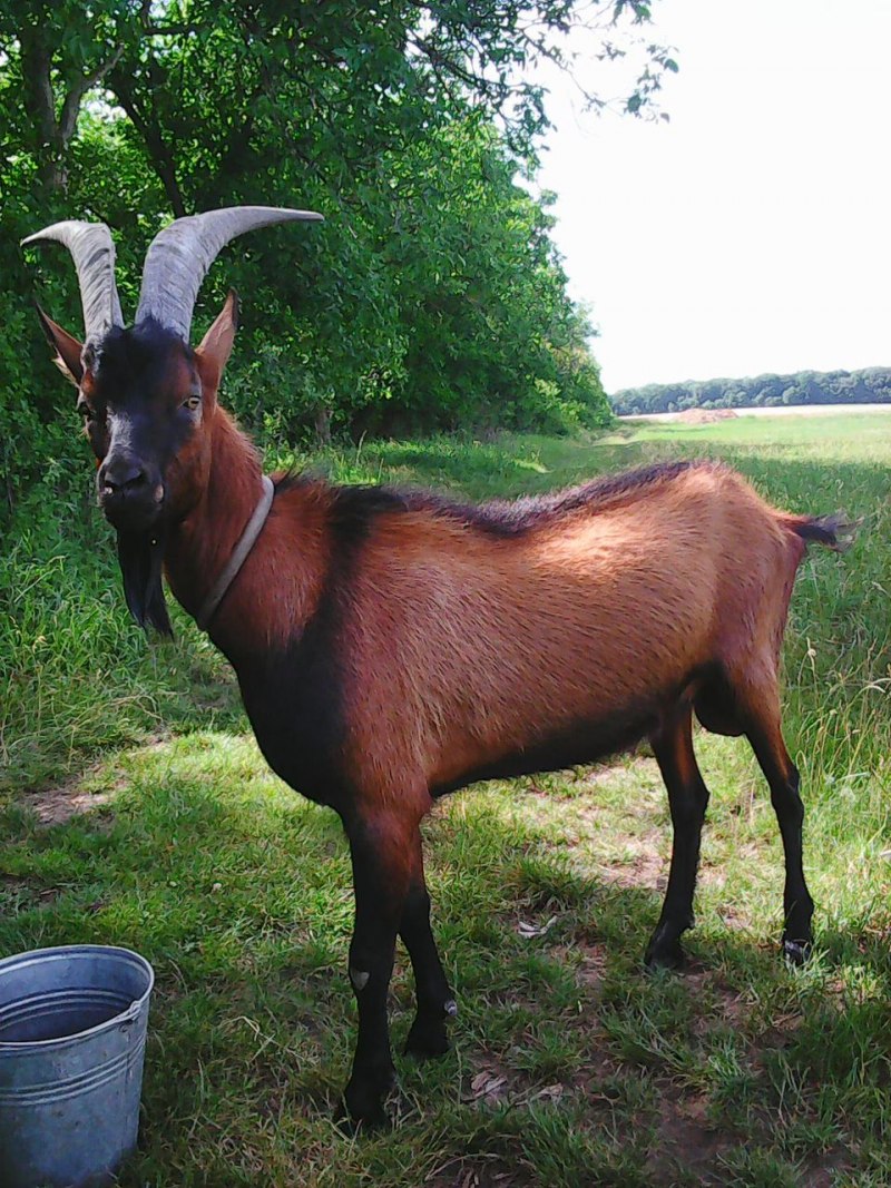 Альпийская комолая коза