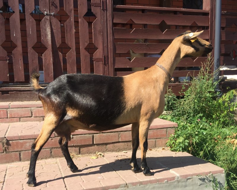 Высокогорная Альпийская коза