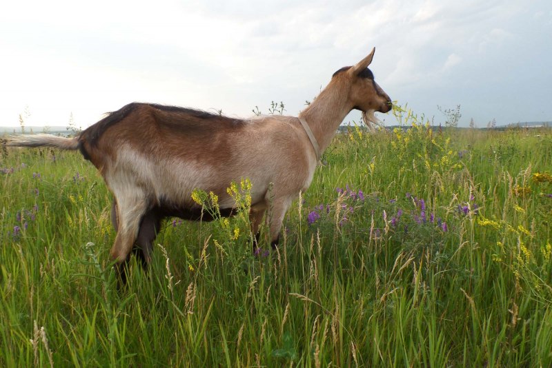 Расцветки коз