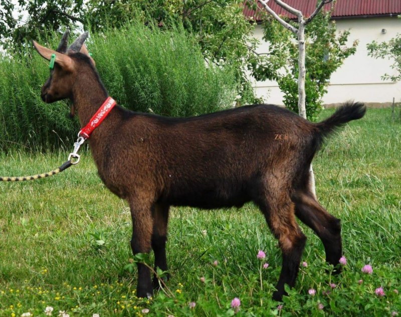 Альпийская коза Емецке