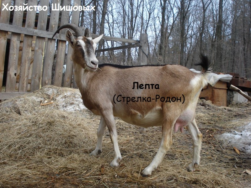 Коза зааненская Альпийская