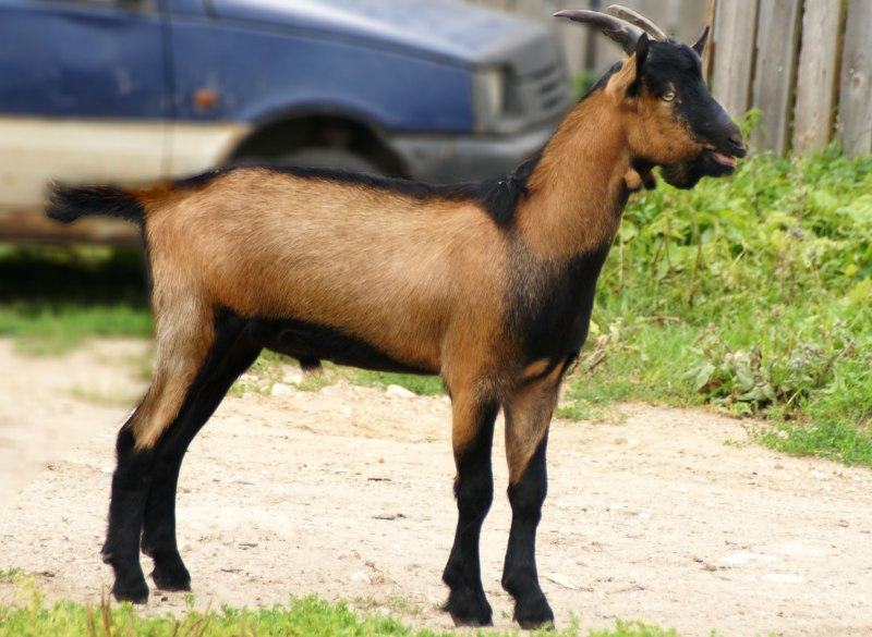 Высокогорная Альпийская коза