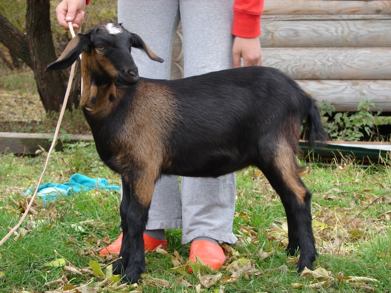 Адыгейская порода коз