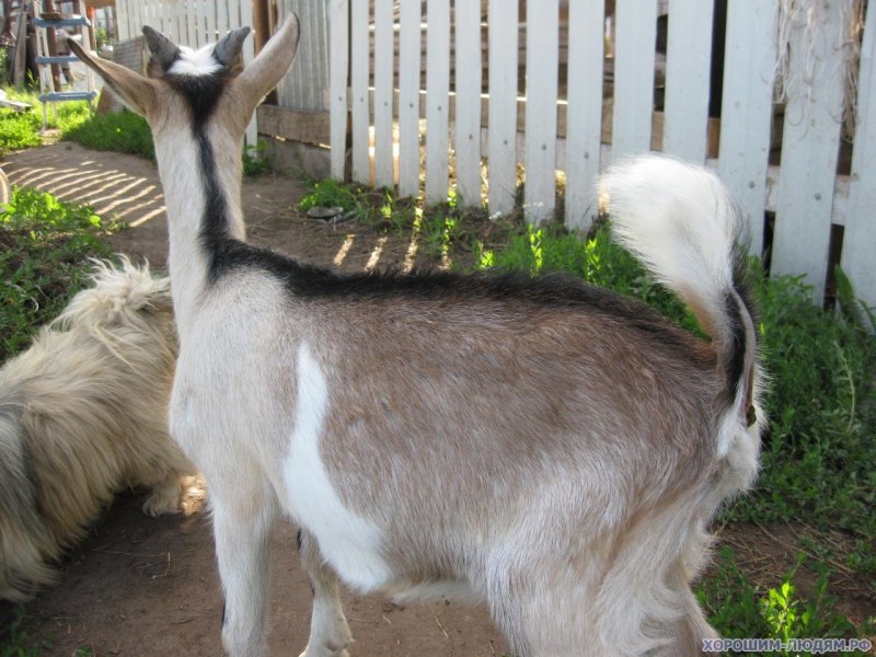 Альпийская белая длинношерстная коза